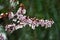 Pink cherry plum blossom,Â purple-leaf tree, Prunus cerasifera nigra, detail, branch, blossoms, tree, Turkish cherry